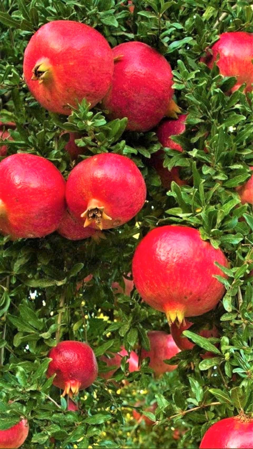 Pomegranate Tree Live Plant, Potted Pomegranate Plant, 6 to 10 Inch Tall, Pomegranate Fruit Tree, Pomegranate Plants Live, Pomegranate Bush, Red Pomegranate Tree, 1 Year-Old Plant