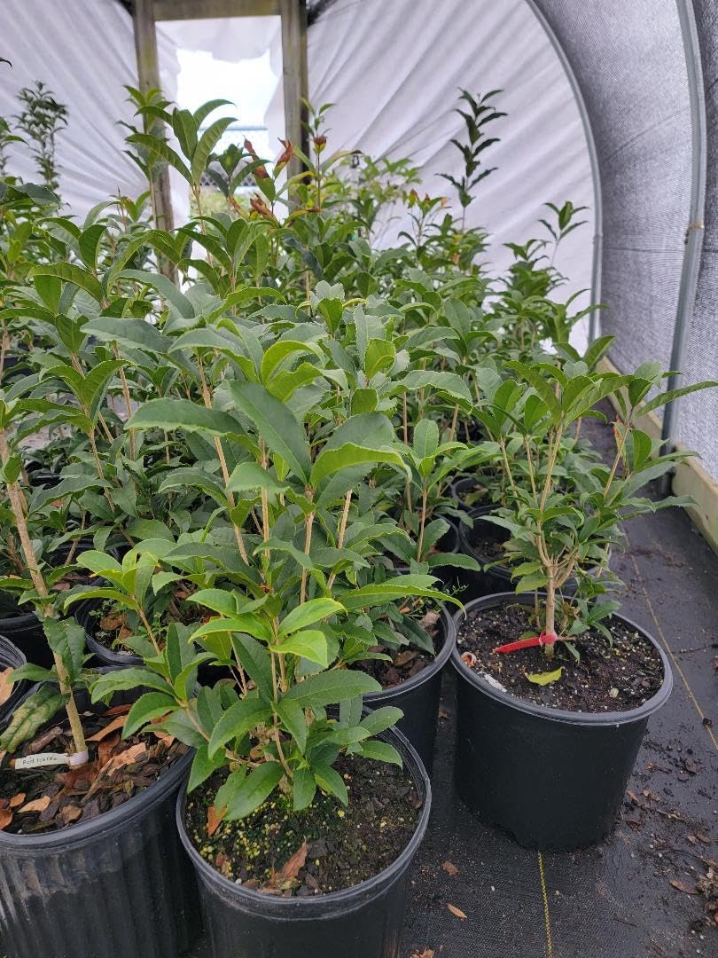 Live Plant - Apricot Echo Orange Tea Olive - Live Plant - 2 Gallon Pot