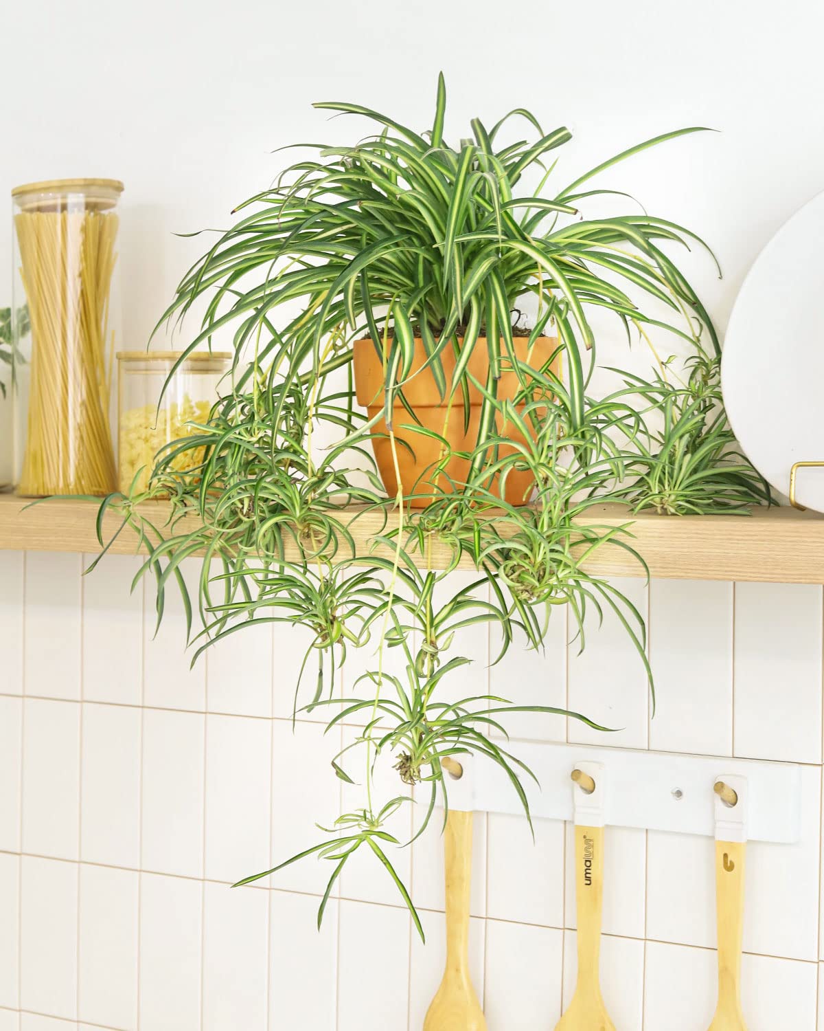 Live Houseplant 4" Bonnie Curly Spider Plant - Easy Care Indoor Plant - House Plants Indoor Live - Low Light HousePlants - Plants Live Houseplants - Air-Purifying Houseplant for Home Decoration