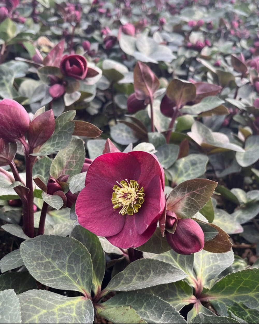 Perennial Farm Marketplace Helleborus Frostkiss® Vibey Velvet™ (Lenten Rose) Live Perennial, Size-#1 Container, Deep Red Winter to Early Spring Flowers with Marbled Evergreen Foliage, Deer Resistant