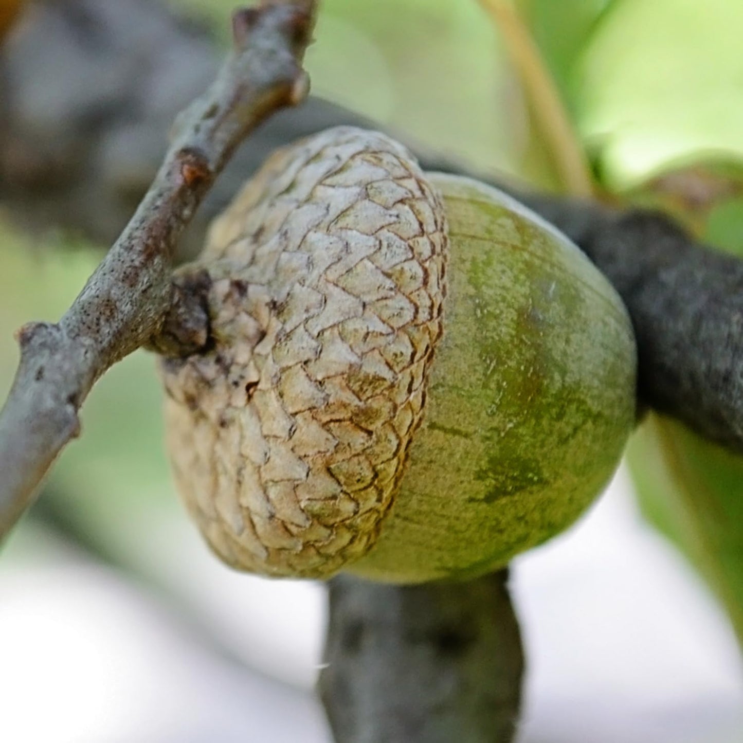 Nuttall Oak Tree, Adaptable, Deciduous, Shade Tree, Acorn Producing, 5 gal, Nursery Pot