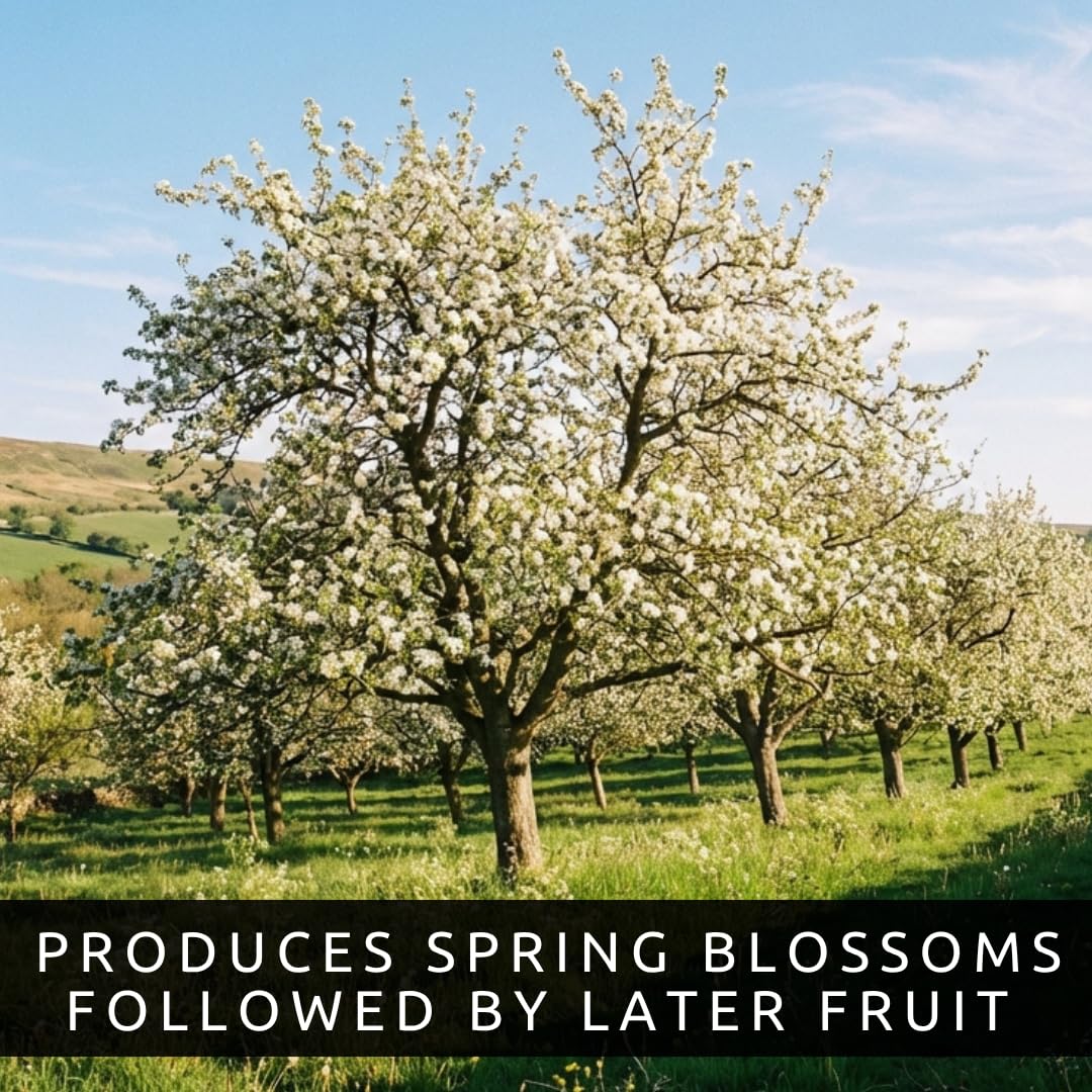 3 Pear Tree Saplings with Exposed Root System – Live Fruit Trees, High-Yield Pear Plants for Indoor & Outdoor Growing, Garden Ready Starter Trees
