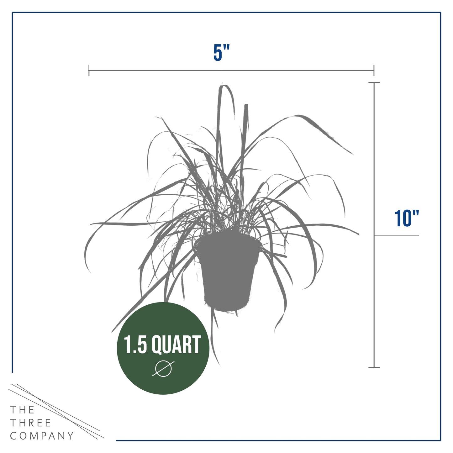 Live Healthy Lemongrass - Wards Off Pests - Natural Mosquito Repellant - 10" Tall by 5" Wide in 1.5 Quart Pot