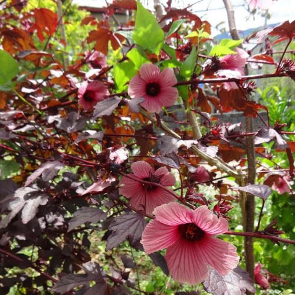 2 Cranberry Hibiscus Plants Live, 4-7 Inches Tall, Edible Foliage Plant, Red Burgundy Hibiscus Flowers