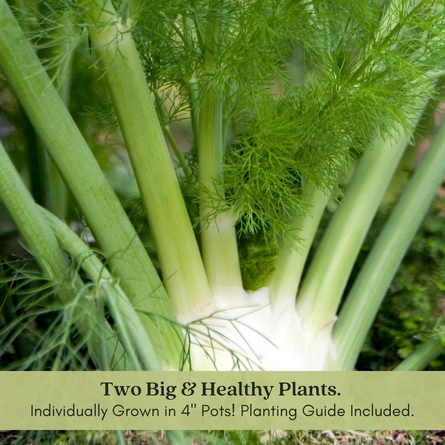 Clovers Garden Two (2) Large Live Orion Fennel Plants, Big, Healthy, Ready to Grow, Premium Plants, 4" to 8" Tall, in 4" Pots, Non GMO, No Neonicotinoids, Edible Garden, Culinary Favorite