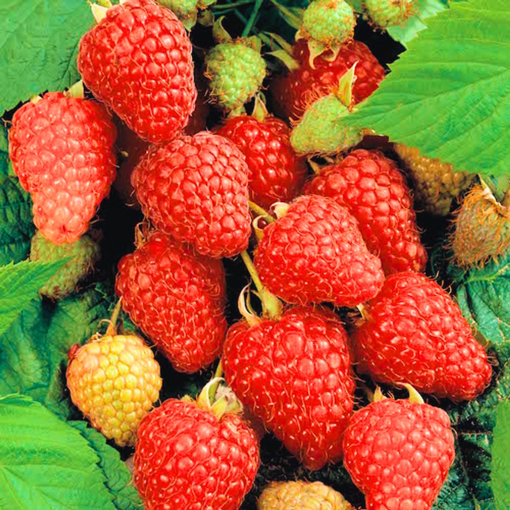2-Pack Raspberry Plants Live, Raspberry Bushes Live Plants Well-Rooted, 5-9 Inch Tall, Raspberry Fruits (Caroline Red Raspberry)