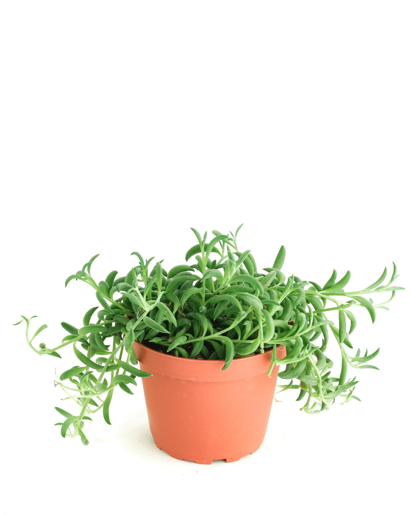Shop Succulents String of Bananas Hanging Succulent, Senecio Radicans, Fully Rooted Live 4" Succulent Plant, Low Maintenance Indoor Plant, Trailing Succulents, Gift & Garden