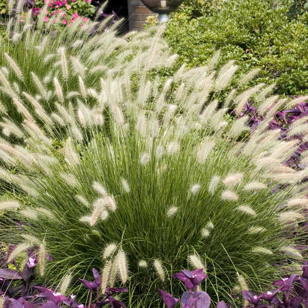 Set 3 Fountain Grass Plants Live Clumps for Planting Your Garden, 4-8 Inch Tall, Ornamental Grasses Live Plants Perennial (Dwarf White Fountain Grass)