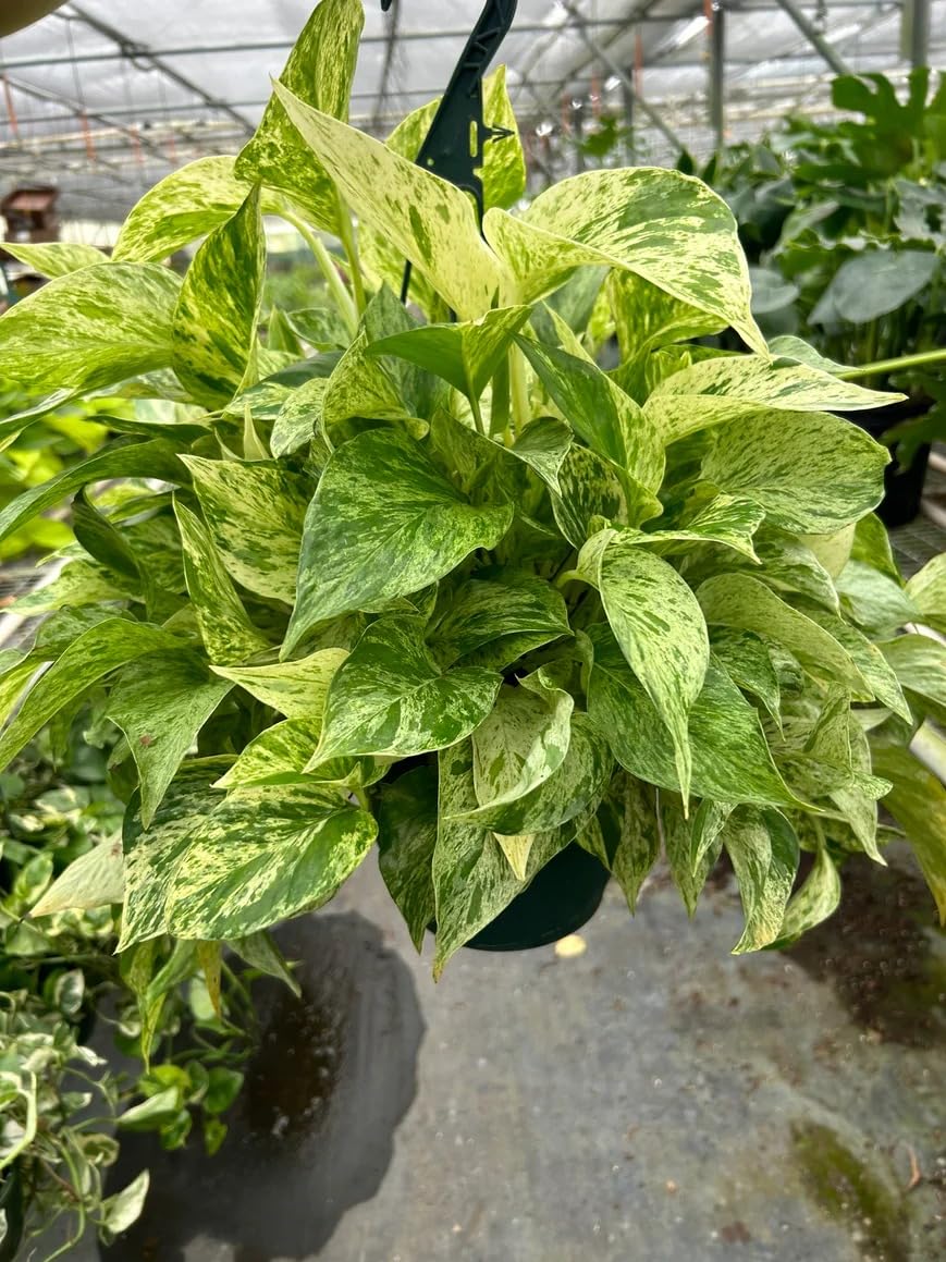 Pothos 'Marble Queen' | Live Plant for Indoor & Outdoor | for Living Room, Office, Bathroom | (4" Pot)