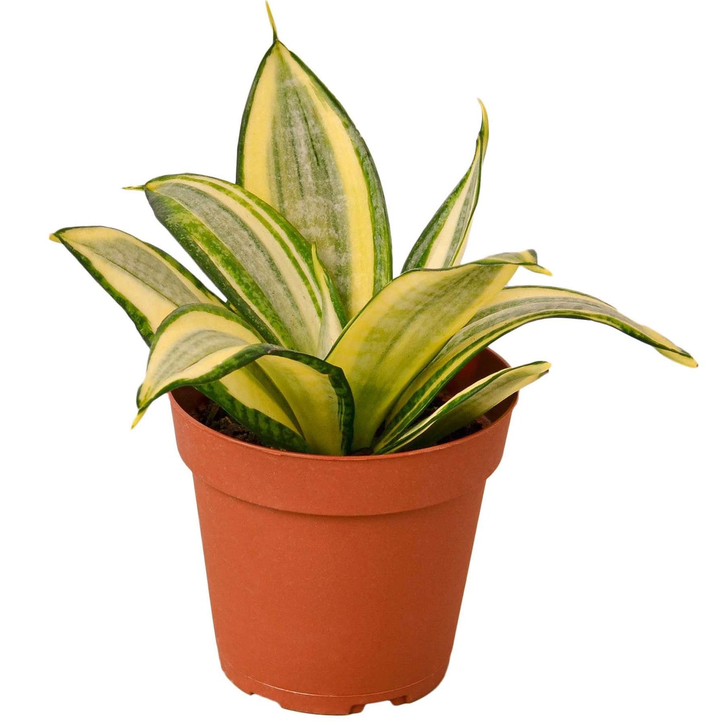 Snake Plant Gold Hahnii Live Plant for Indoor | Different Houseplants in 4'' & 6'' Pot | Real House Plant for Living Room, Office, Desk & Bathroom | Laurentii