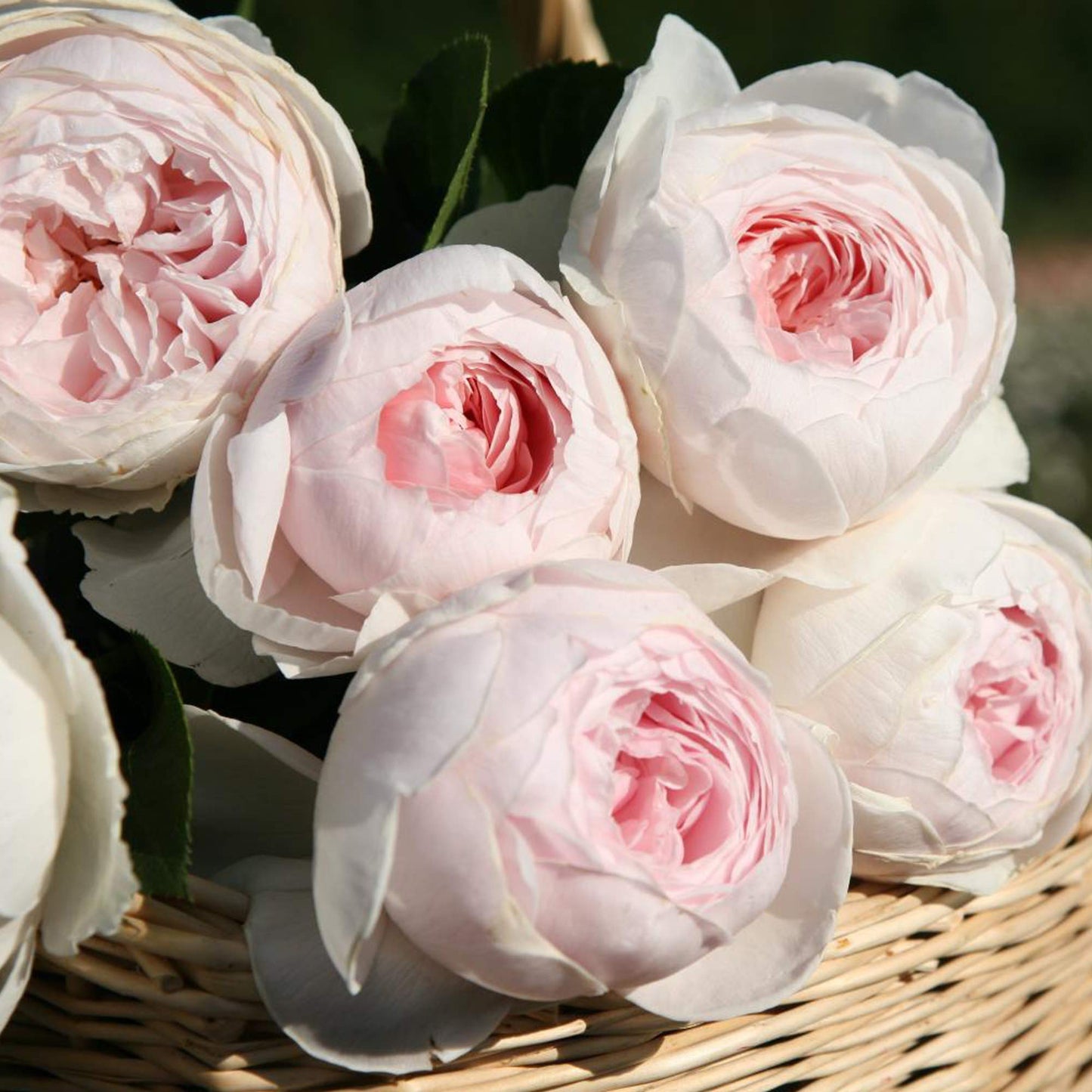 Earth Angel Parfuma Rose, 1.5 Gal Potted, Blush Pink Peony-Shaped Blooms, Own Root, Hardy Zones 5-10, Live Plant, Stargazer Perennials