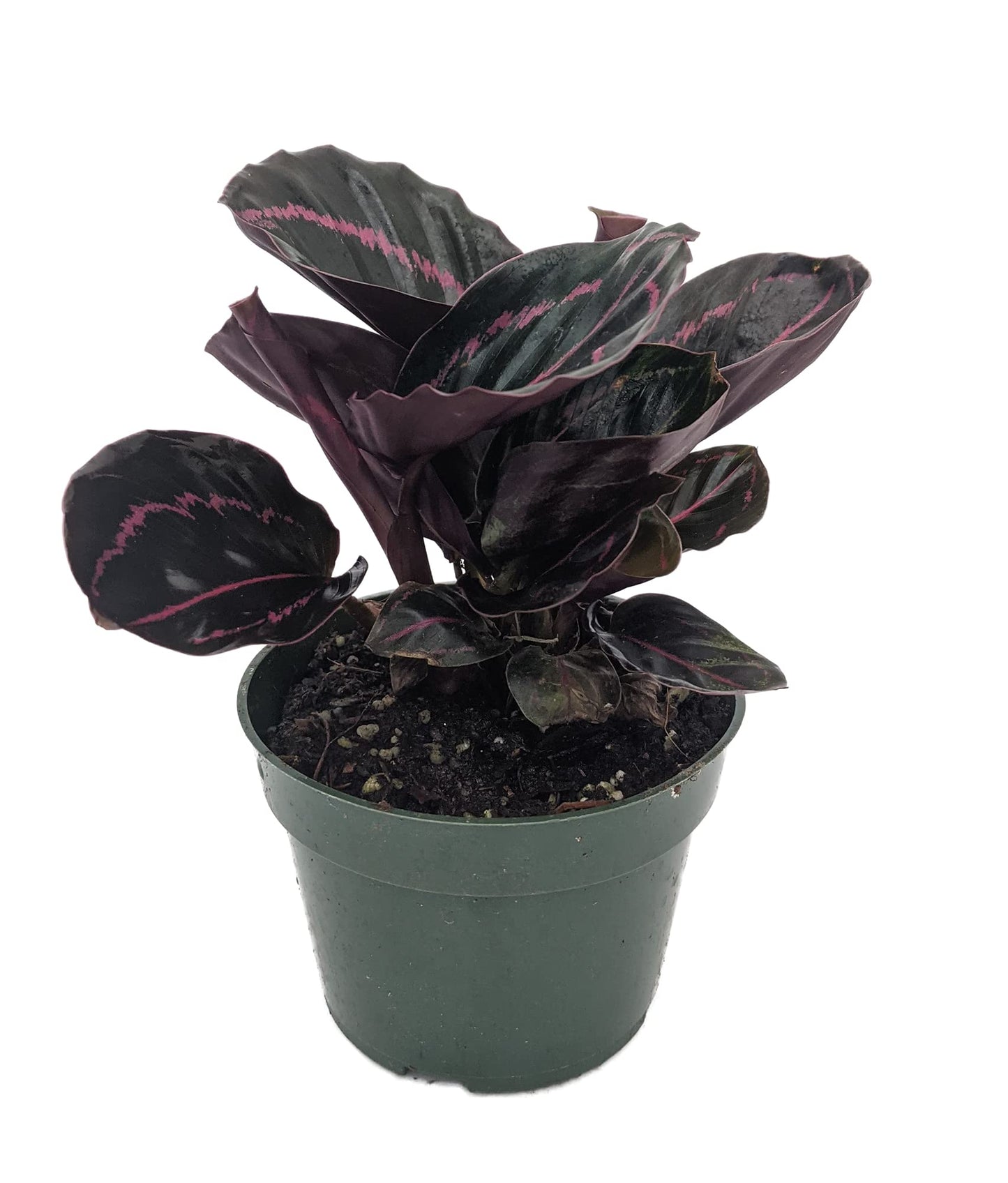 Dottie Rose Painted Prayer Plant - Calathea roseopicta 'Dottie' - Easy - 4" Pot
