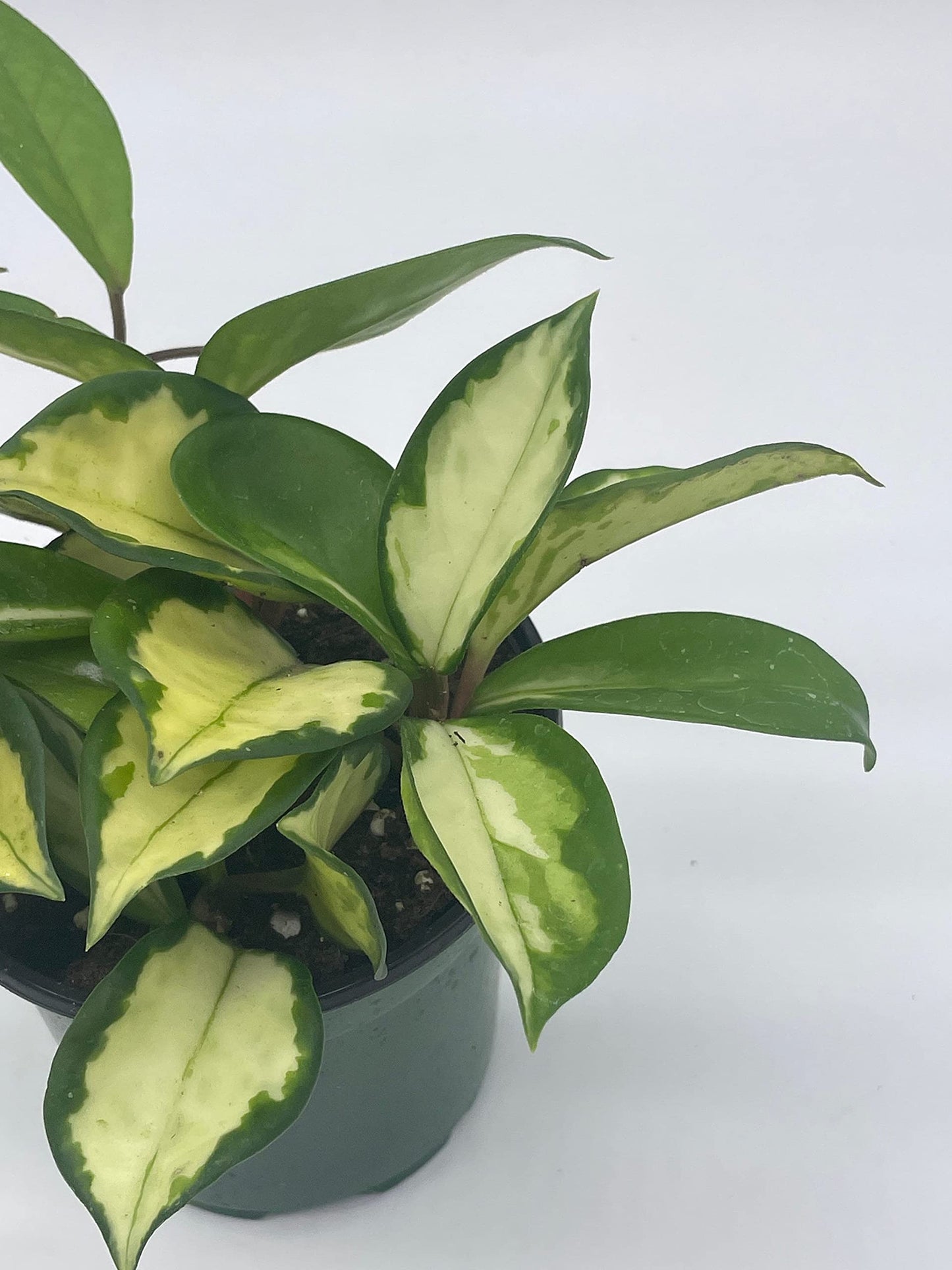 BubbleBlooms Variegated Hoya Exotica, Krimson Princess, Tricolor Crimson, Very Rare Limited Live Plant, in 4 inch Pot