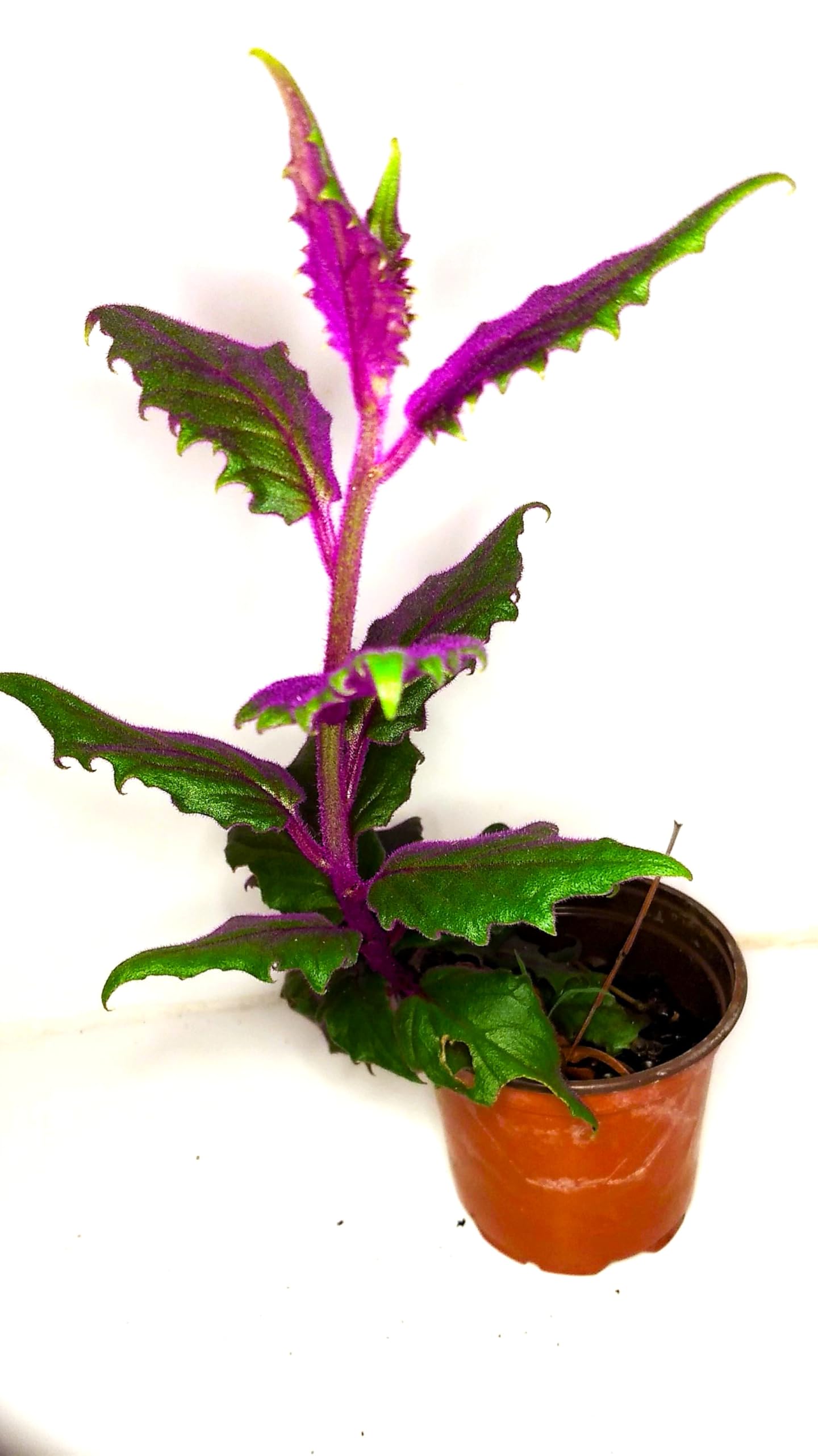 Gynura aurantiaca Exotic Purple Passion 4-6 inch Rooted Plant