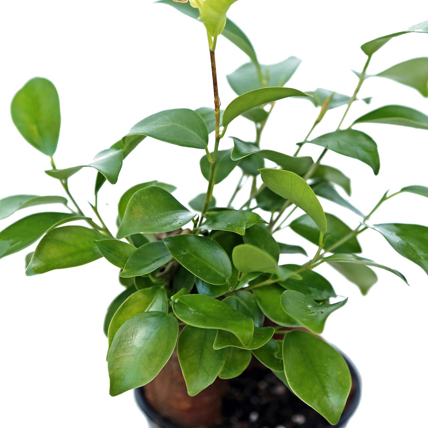 4 Pack Live Ginseng Ficus, Ficus Retusa, Banyan Fig, Potted Bonsai Houseplant, Birthday Gift for Plant Lover, Office Gift for Christmas, Indoor Live Plant in 4" Pot