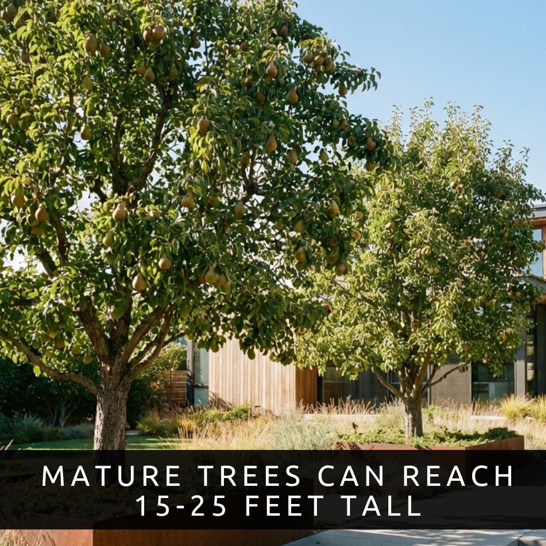 3 Pear Tree Saplings with Exposed Root System – Live Fruit Trees, High-Yield Pear Plants for Indoor & Outdoor Growing, Garden Ready Starter Trees