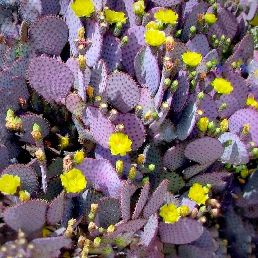 Purple Prickly Pear Cactus Live Plant, in 3 Inch Pot, Prickly Cactus Plant, Colorful Succulent for Garden and Containers