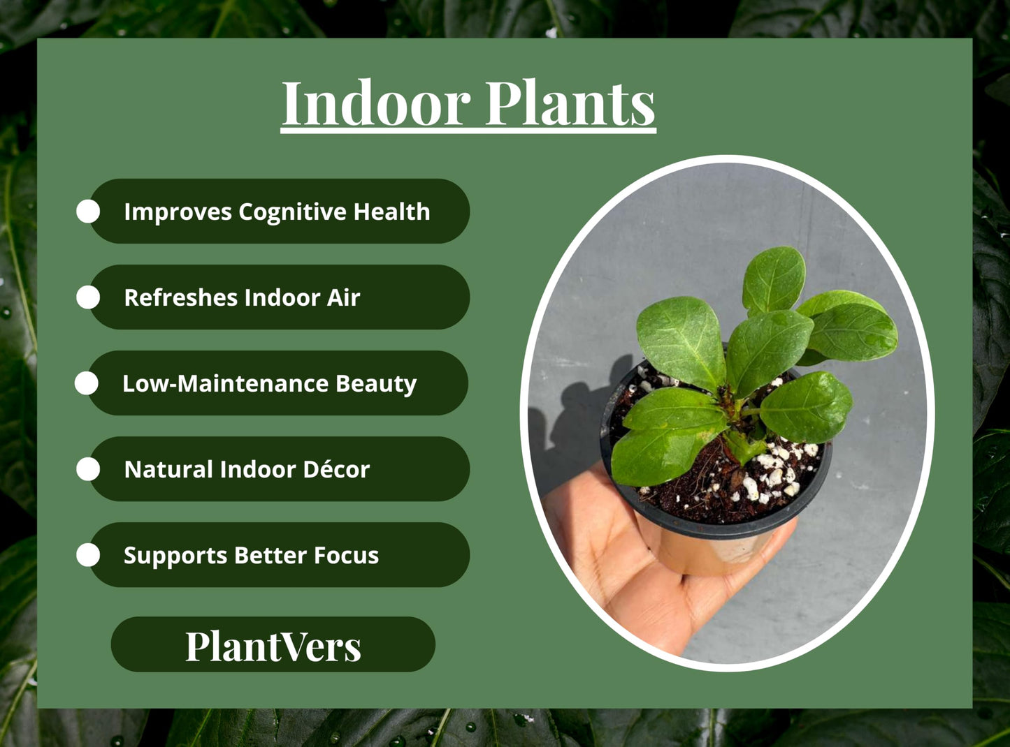 PLANTVERS Fiddle Leaf Fig in 2" Grow Pot – Ficus Lyrata - Live Indoor Houseplant – Easy Care Low Maintenance Tropical Plant – Air Purifying Plant for Home or Office Décor