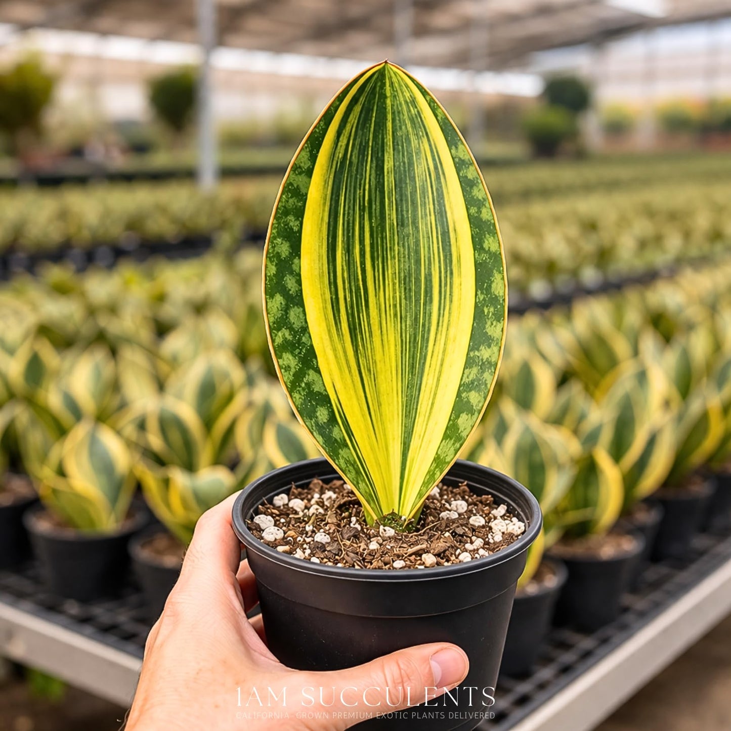 Variegated Whale Fin Plant 8–10 Inch Live Plant – Rare Variegated Sansevieria Masoniana Indoor Succulent, Easy Care Air Purifying Snake Plant, Unique Home Decor Houseplant Gift