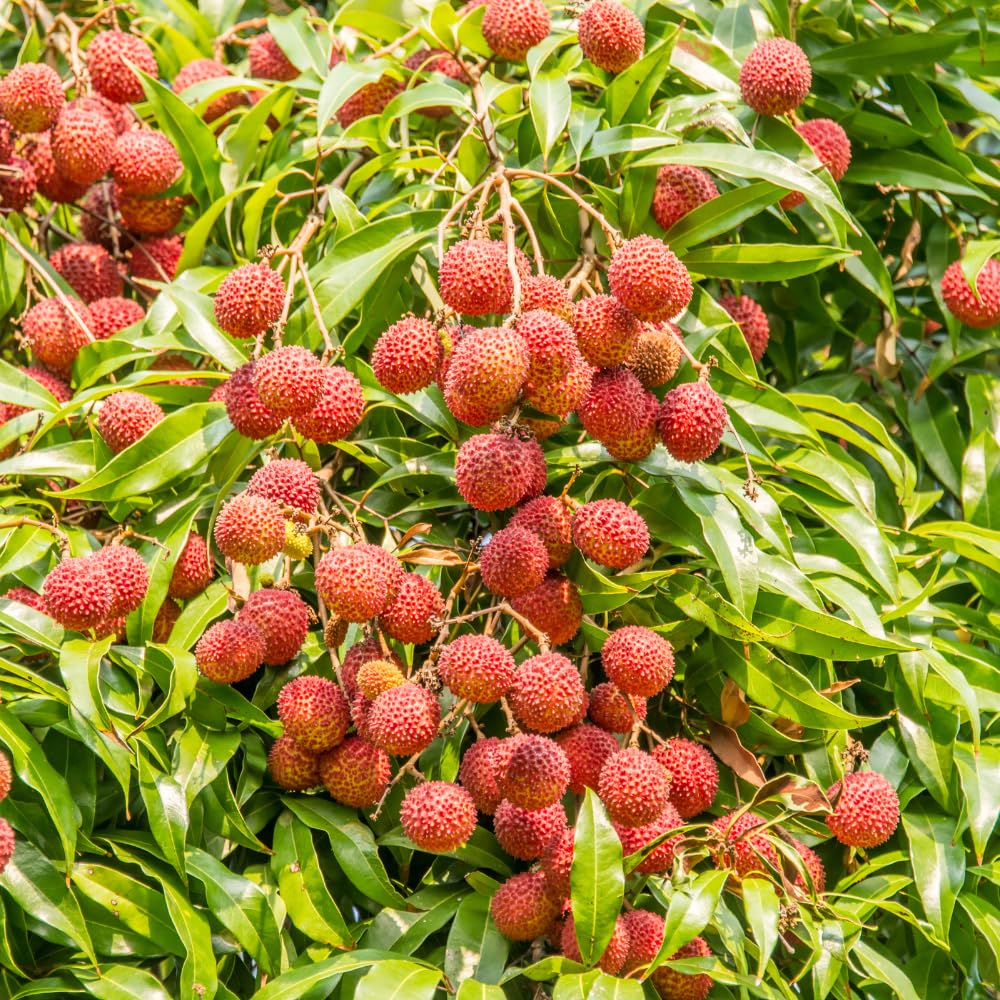 Lychee Tree Plant Live, Lychee Fruit Tree 2-3 Feet, Outdoor Garden Planting, No Ship CA