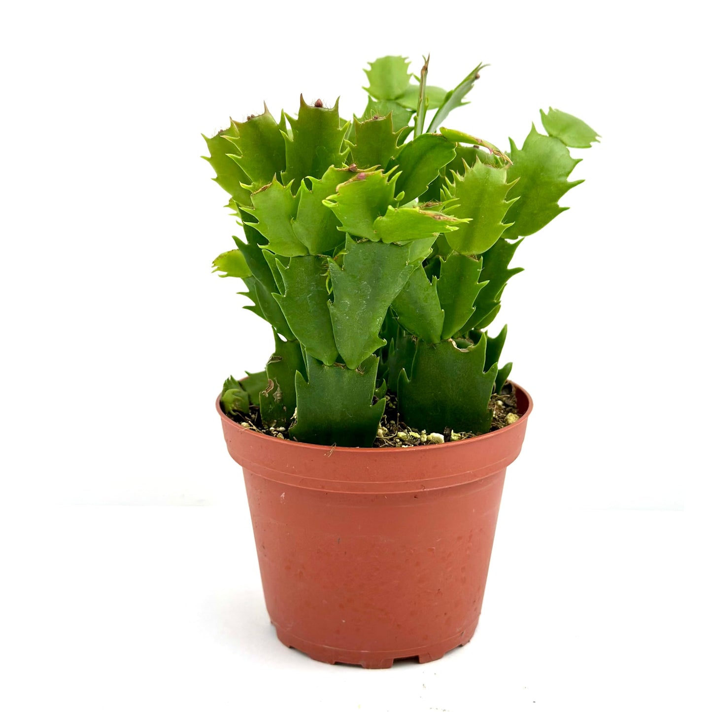 Christmas Cactus Plant Live - Perfect Holiday Decor, Thanksgiving Table Decorations, Christmas Room Decor - Rooted Indoor Live Plant (8" Height) (Heat Pack Included)