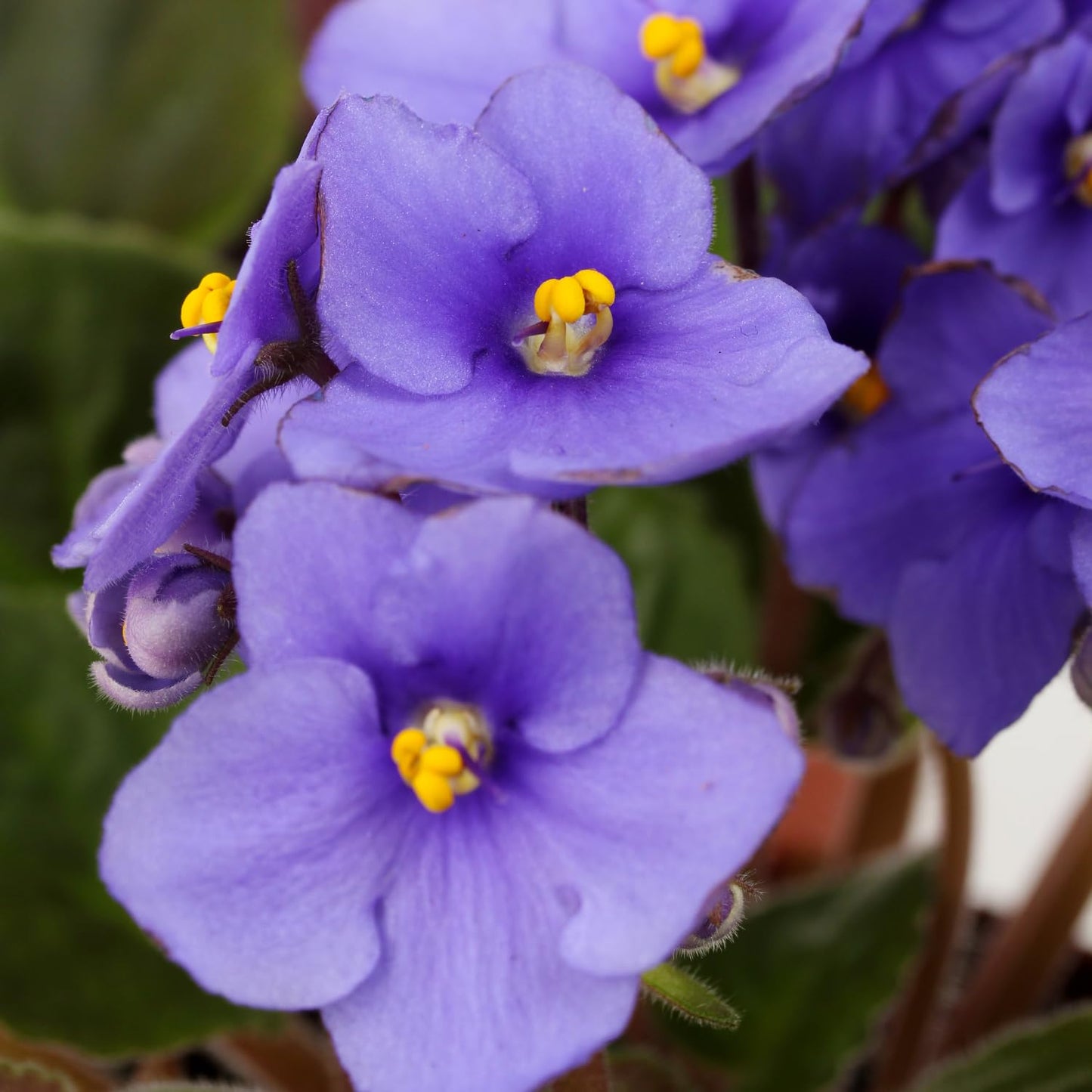 Light Blue African Violet Plant, Perennial African Violet Live Plants in 4 Inch Pot, Violets Live Plants Houseplant for Indoor Garden