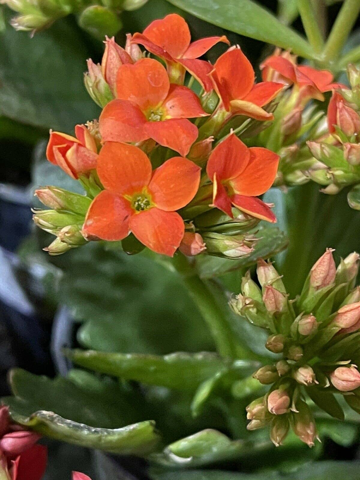 Succulent ~ Kalanchoe Blossfeldiana Flaming Katy~ (2) 4" Orange Cuttings