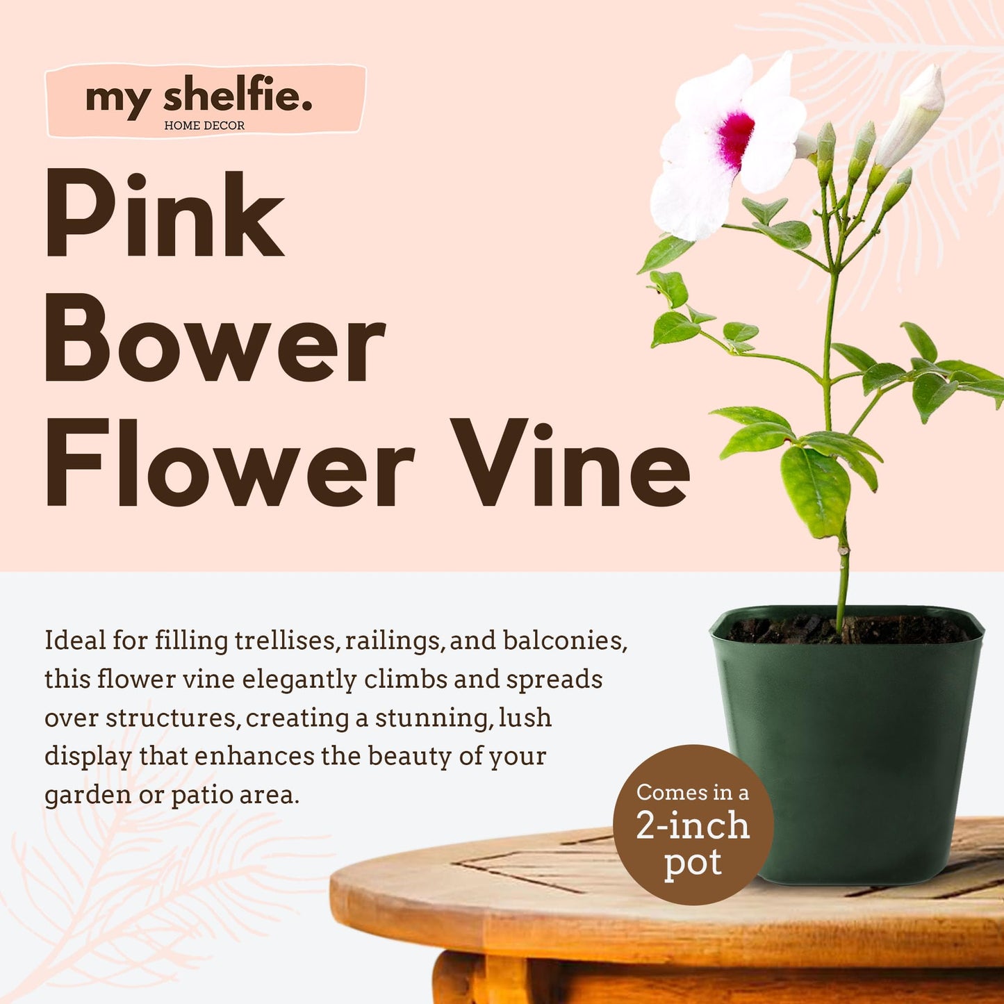 My Shelfie - Pink Bower Flower Vine, Pink Plant Vine for Trellises, Railings, Balconies, and More, 5-6 Inches Tall Live Plants in 2-Inch Pot, Outdoor Plant for USDA Zones 9-11