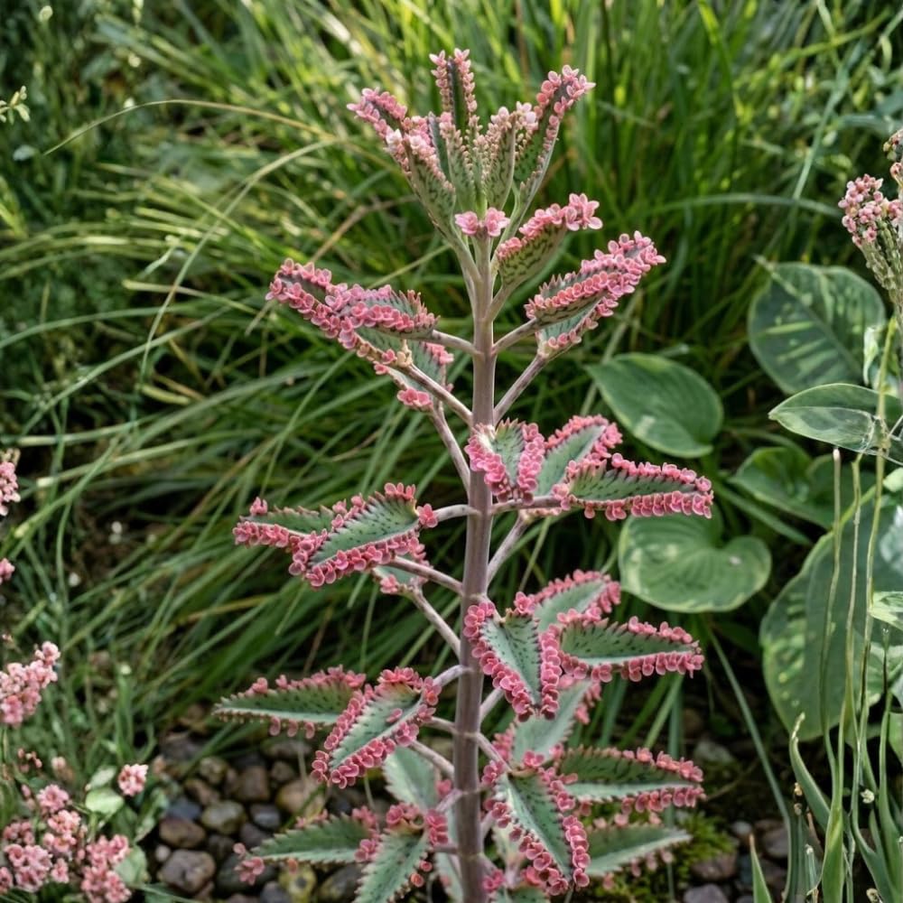 Kalanchoe Pink Butterfly Live Succulent Plant – 2 Inch Potted, Low Maintenance Colorful Succulent for Modern Indoor Landscapes, Beautiful Gift for Plant Lovers