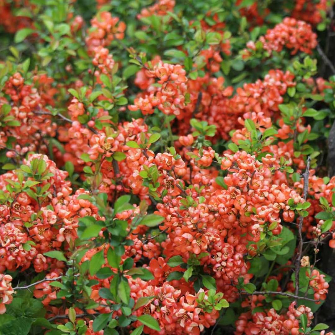 Chaenomeles Japonica Flowering Quince Tree Live Plant Bush Shrub, 3-6" in Tall in 4" Pot, Well Rooted Starter Plants, Zones 5-9, Apricot Peach Color Bloom