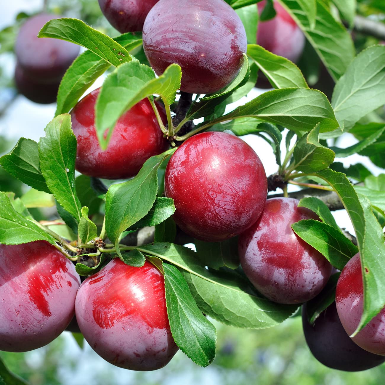 Perfect Plants AU Rosa Plum Tree 4-5 Feet | Live Fruit Trees for Outdoor Planting | Huge & Juicy Plums for Fresh Eating | Growing in Zone 5-8