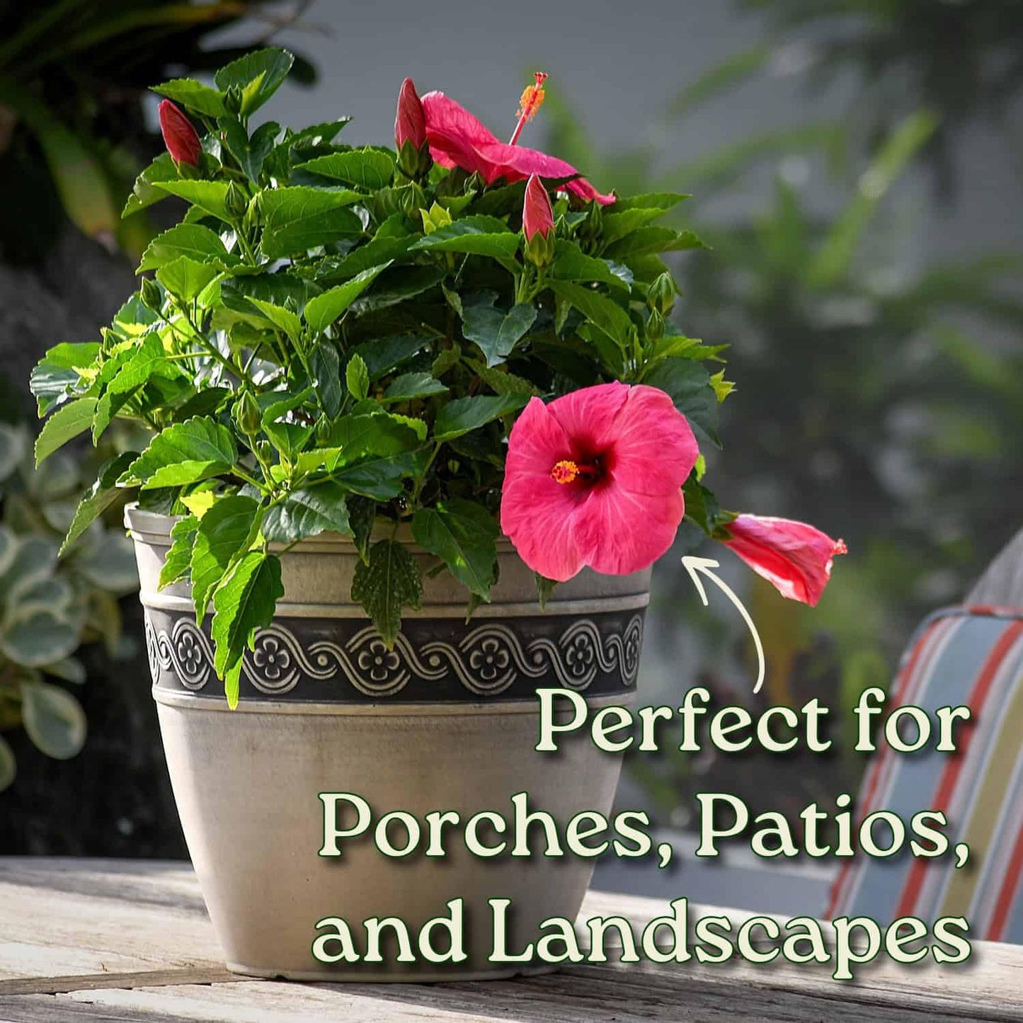 Pink Hibiscus Plant Bush - Yoder Dwarf Pink Cayman Wind - Live Flower Bush - Overall Height 22" to 26" - Tropical Plants of Florida (Plant Only)