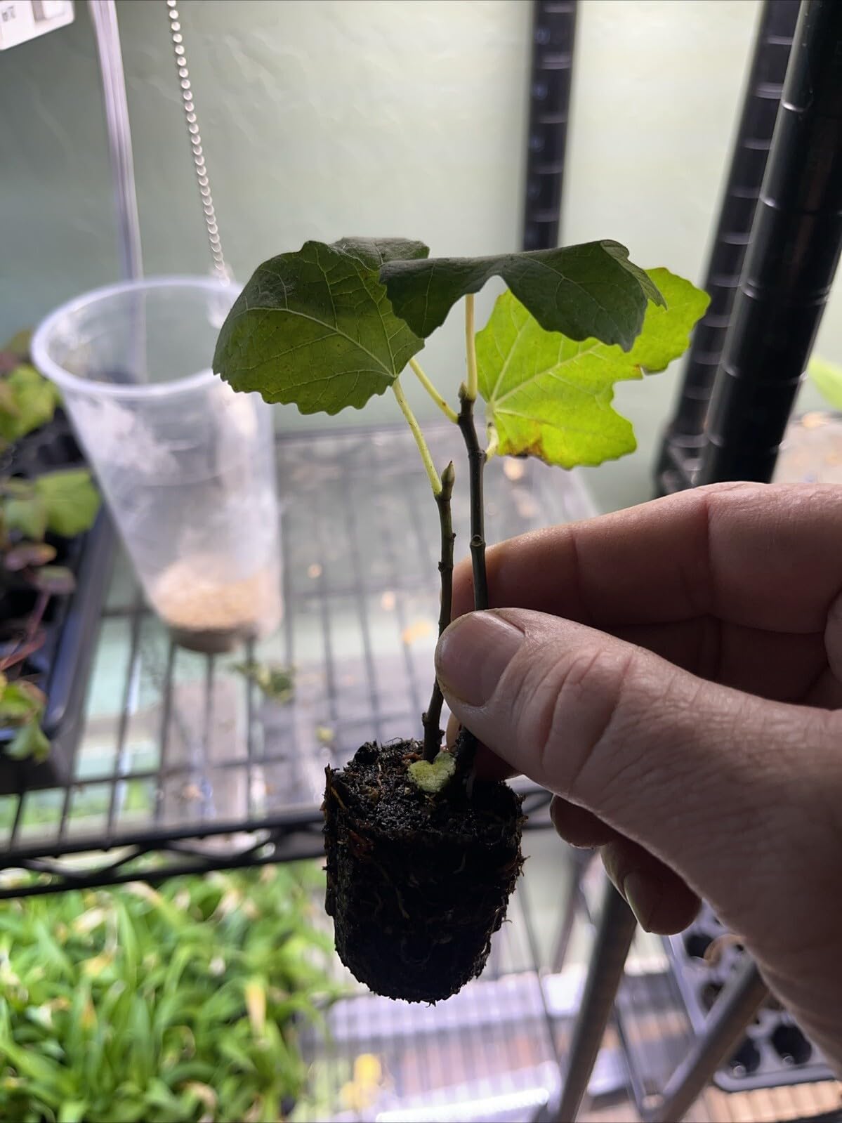 Live Plant - Gold Fig and Yellow Long Neck- 2 TC Plant/Plug2-3-6 inches
