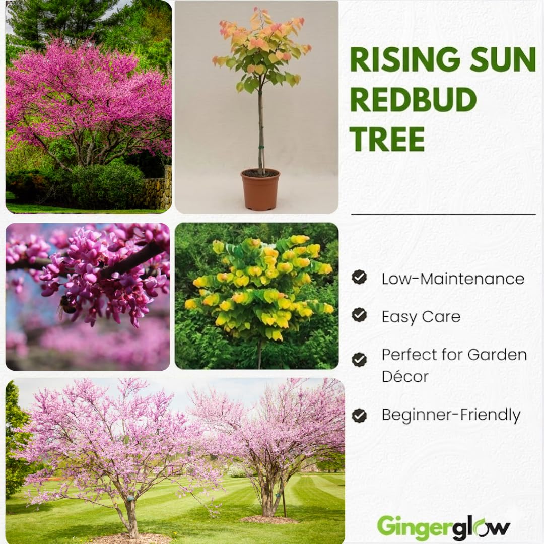 Live Eastern Redbud Tree for Planting, 12-18 Inch Tall in Quart Pot, Beautiful Ornamental Redbud for Home, Garden, Yard & Outdoor Landscaping, Low-Maintenance, Easy-Grow Starter Plant