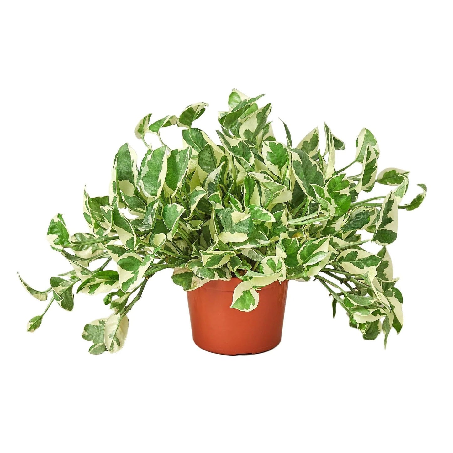 Pothos 'N'joy' | Live Plant for Indoor & Outdoor | for Living Room, Office, Bathroom | (6" Pot, White Cylinder)