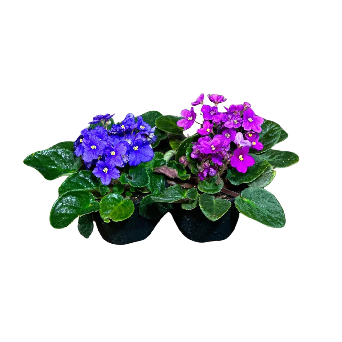 PLANTVERS African Violet in a 4" Grow Pot – Indoor Flowering Plant – Stunning White, Pink, and Violet Blooms – Set of 2 Colors