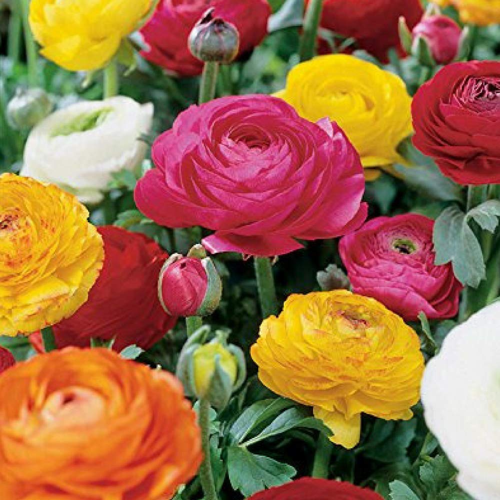 Ranunculus Mixture - 10 Bulbs