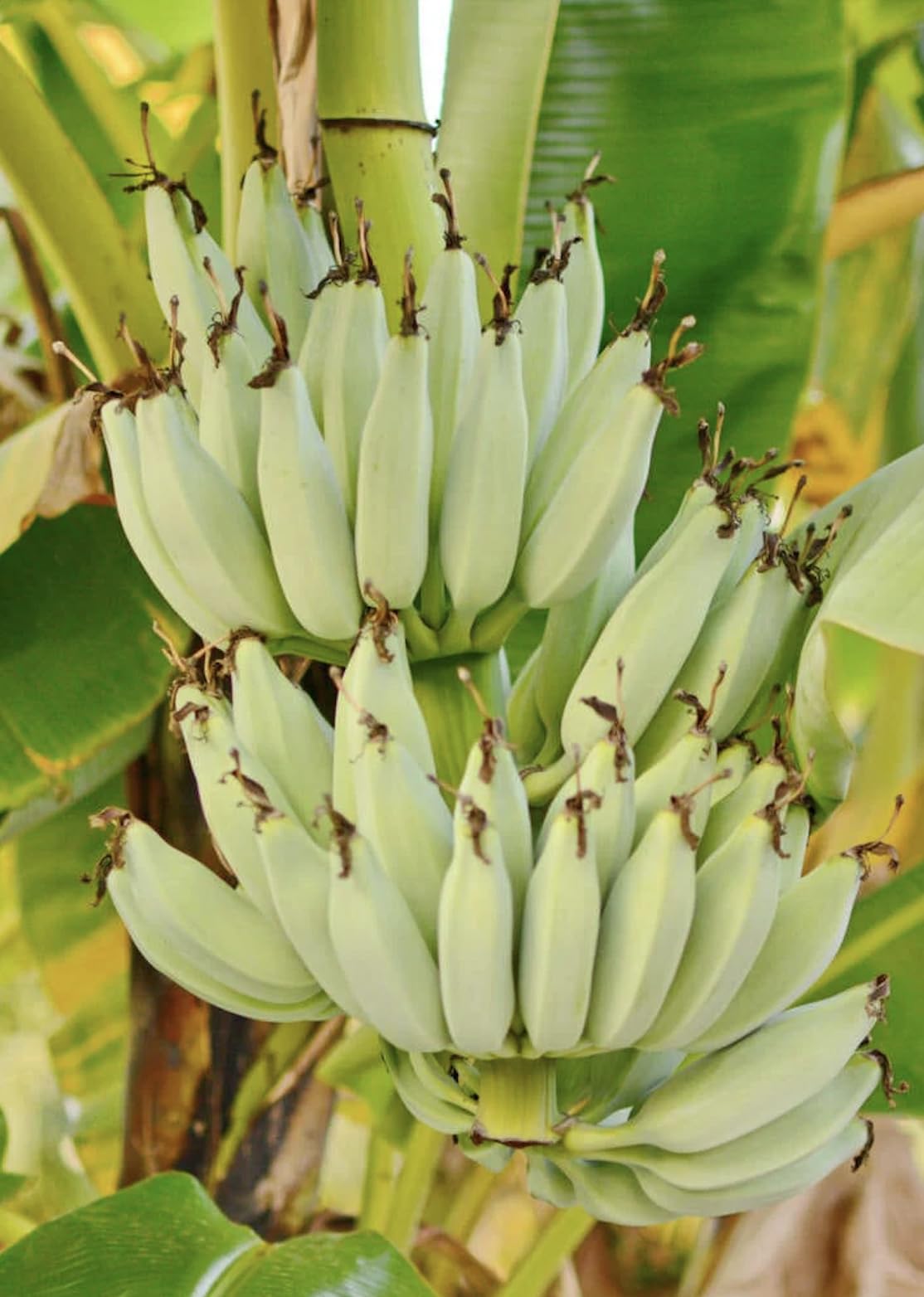 Kokopo Banana Live Plant - Dwarf Banana Tree - Patupi Banana Plant - Short Cycle Banana - 5-8 Inches Tall - Container and Outdoor Growth