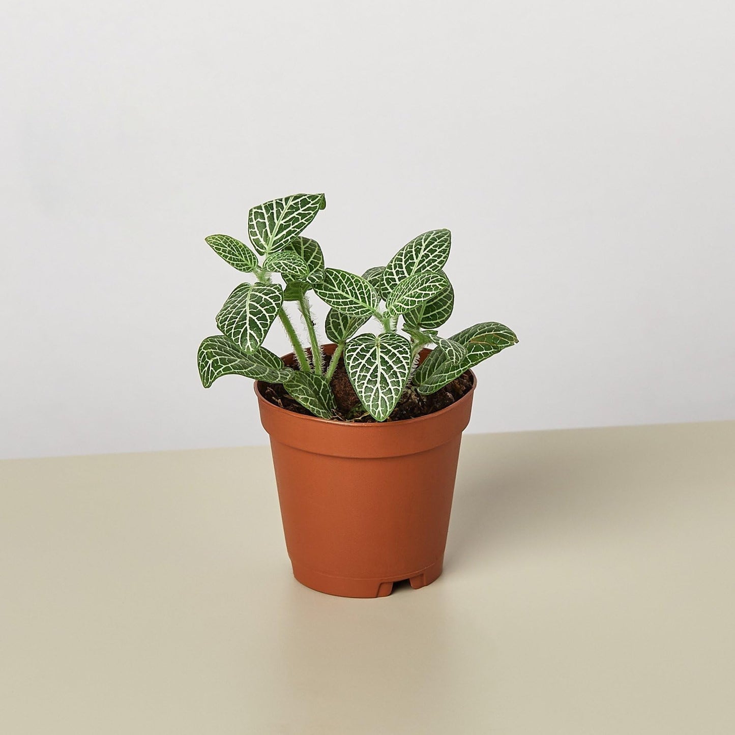 Fittonia 'White Nerve Plant' | Live Plant for Indoor & Outdoor | for Living Room, Office, Bathroom | (4" Pot)
