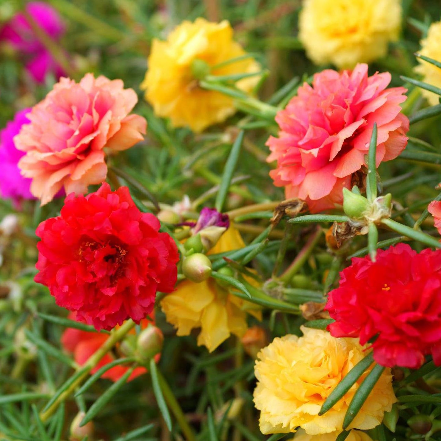 Moss Rose Seeds, 10,000+ Bulk Flower Seeds for Planting Outdoors(99% Pure Live, Non-GMO), Mixed Colors and Large Blooms, Attracts Pollinators, Easy to Grow