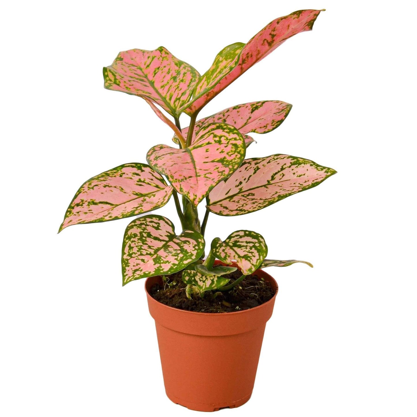 Chinese Evergreen Lady Valentine Live Plant for Indoor | Different Houseplants in 4'' & 6'' Pot | Real House Plant for Living Room, Office, Desk & Bathroom | Aglaonema