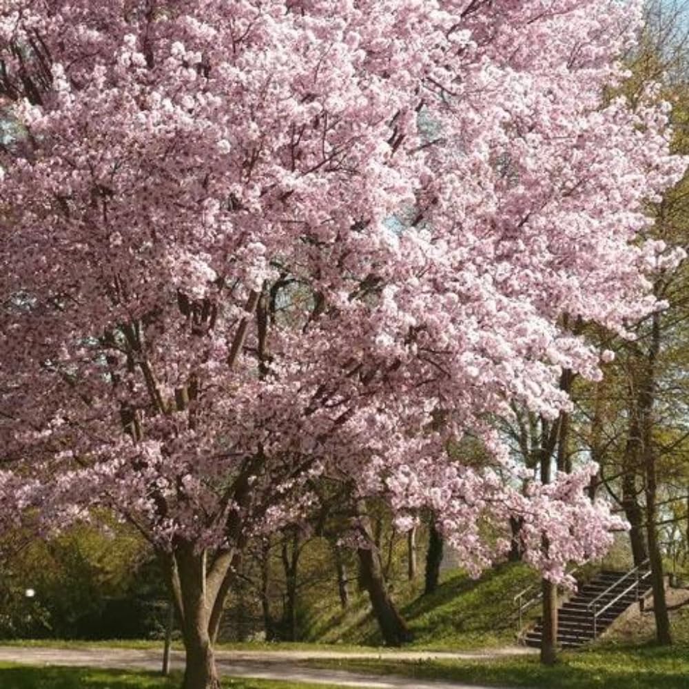 Cherry Blossom Tree, Live Ornamental Tree 6-12" Tall in Pot, Beautiful Spring Blooms for Outdoor Planting (Autumn Cherry Blossom)
