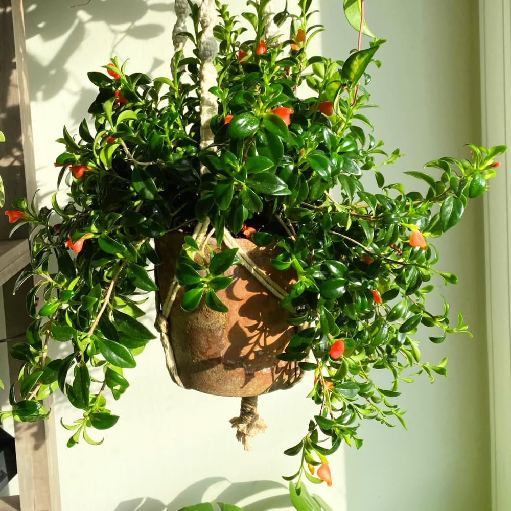 Trailing Goldfish Plant, Goldfish Plants Live Houseplants in 4 Inches Pot, Bright Blooms Flowers for Hanging Basket, Rare Indoor Succulents, 4 to 7 Inches Tall