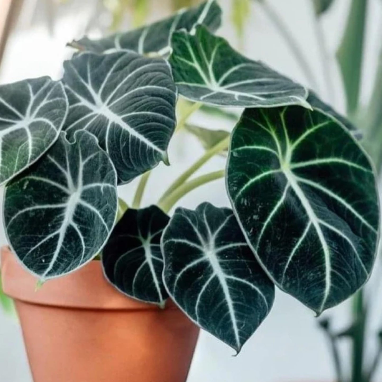 2 Alocasia Black Velvet Live Plants, Black Alocasia Live Plant Indoor Houseplant, Rare Alocasia Plant, No Pot