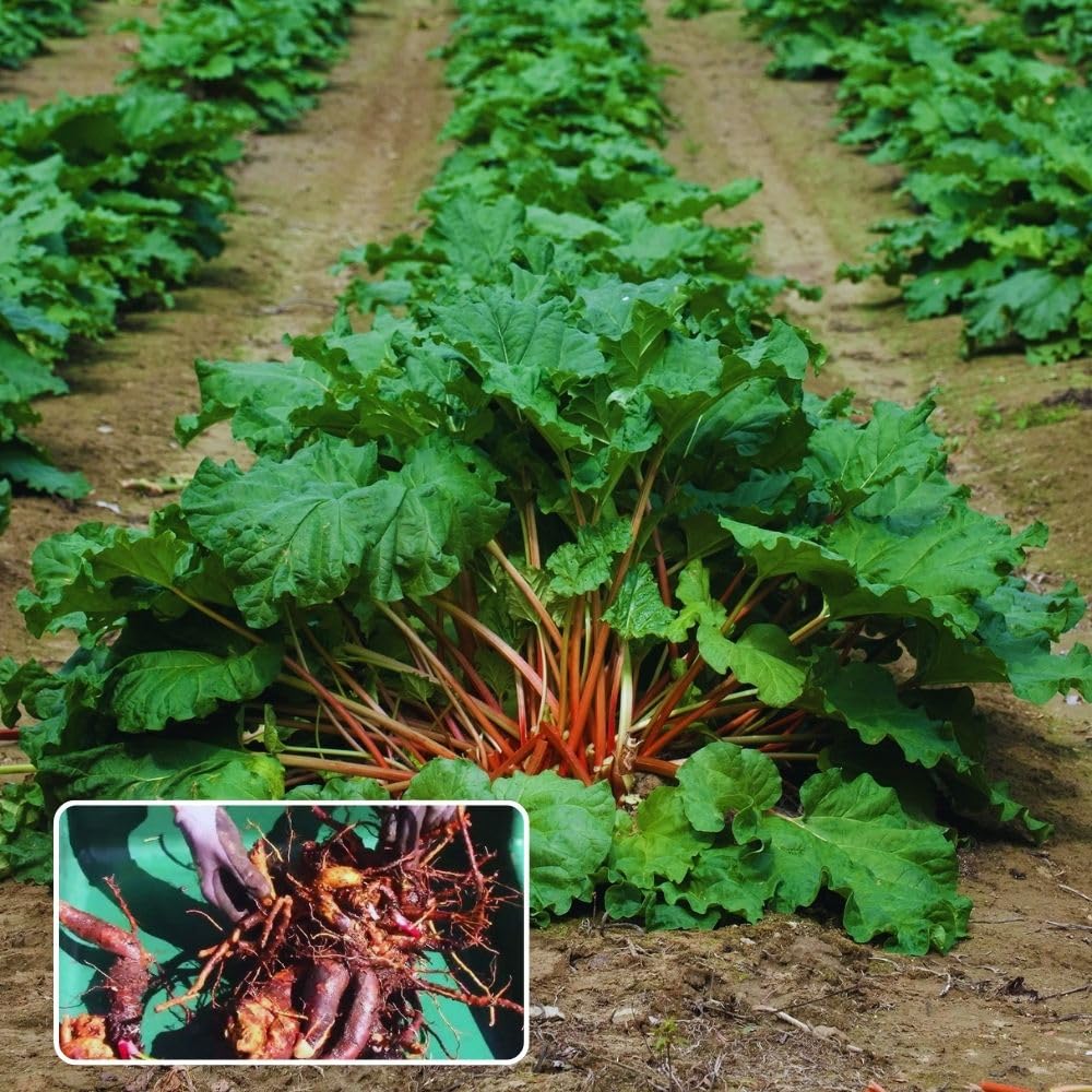 5 Large Rhubarb Plants Roots for Planting, Rhubarb Plants Live Roots for Planting, 3 to 5 Inc Tall, Backyard Gardens