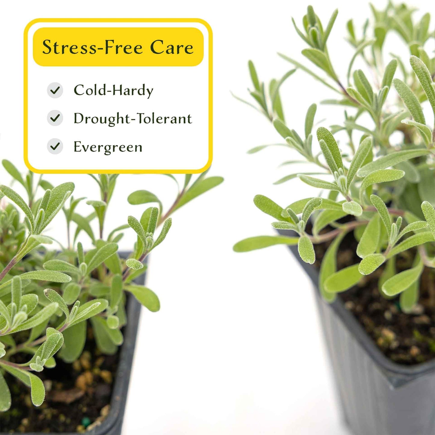 2 Super Blue Lavender Plants (Lavandula angustifolia 'SuperBlue') | Live Evergreen Herb with Fragrant Purple-Blue Blooms | Fast-Growing Perennial for Pollinators & Landscaping in 3.5" Cubes