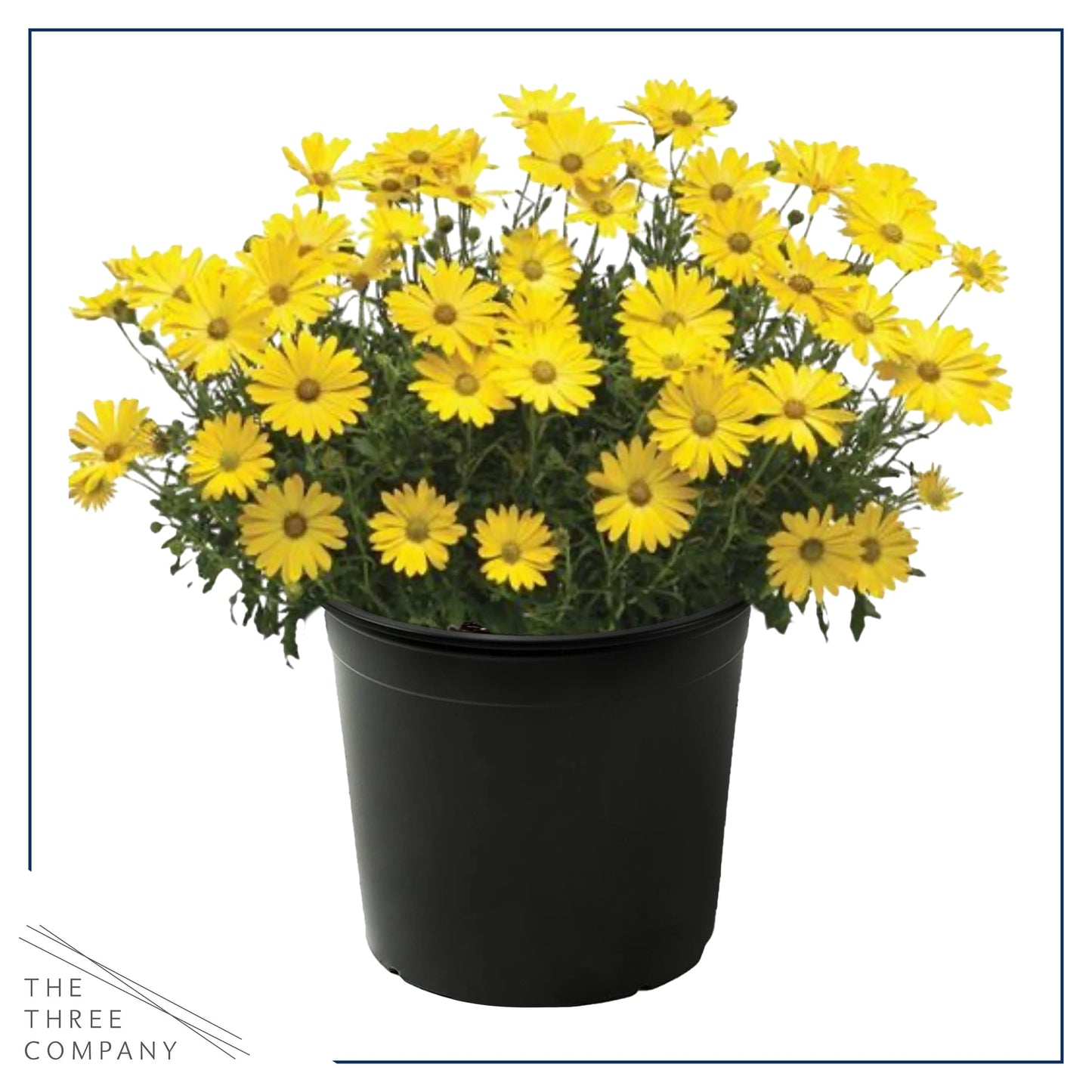 Live Flowering Osteospermum Plant - Yellow (3 Plants Per Pack) - Beautiful African Daisies - Early Spring Color - 12" Tall by 5" Wide in 1 Qt Pot