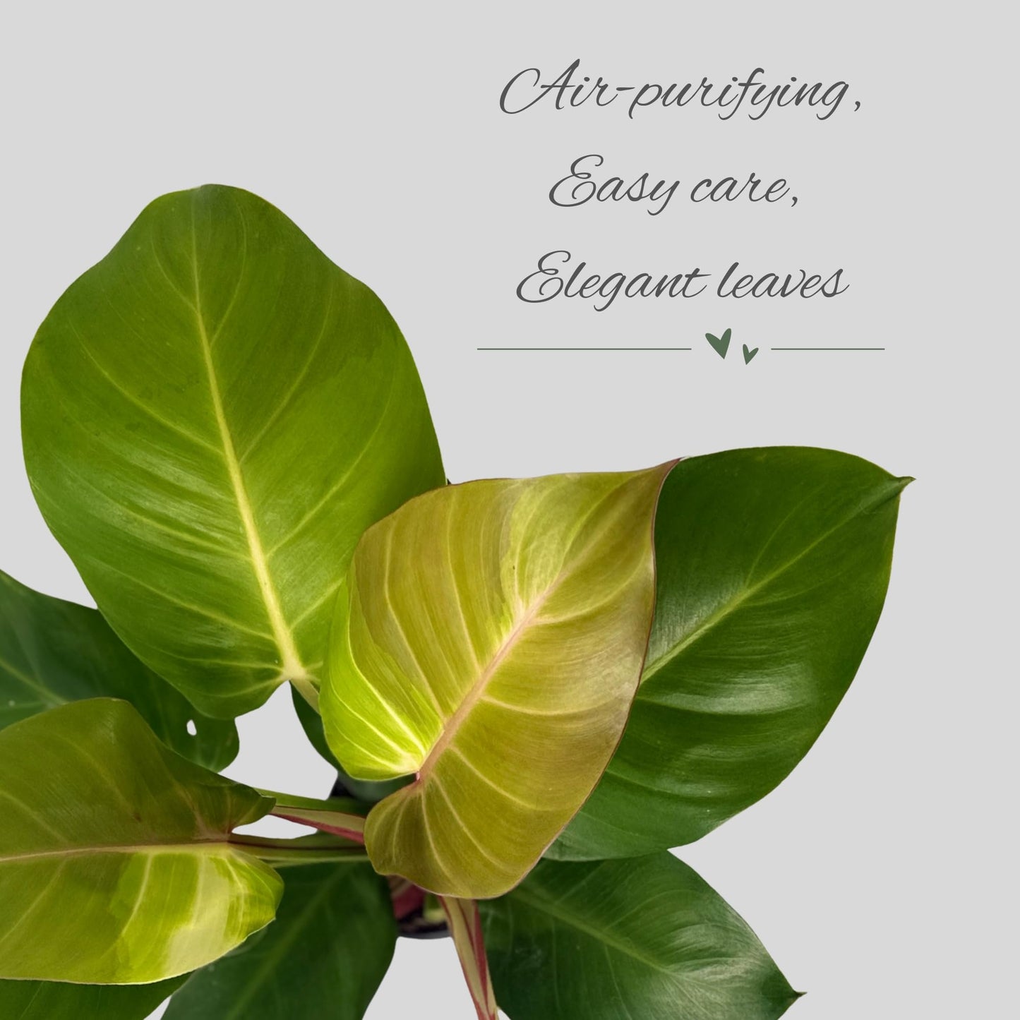 Philodendron 'Yellow Flame' – 4” Live Plant – Stunning Golden Foliage – Easy-Care Indoor Houseplant for Home or Office Décor (Heat Pack Included)