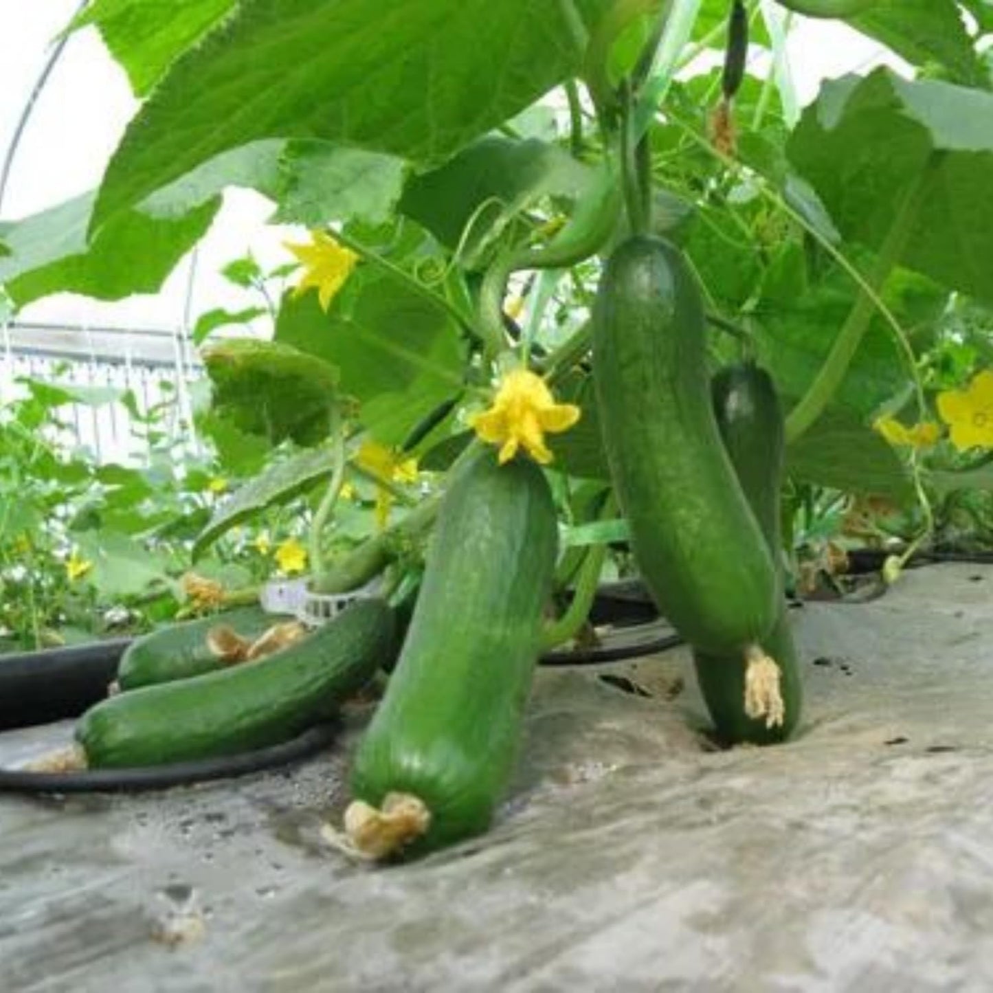 2 Cucumber Plants Live, Live Green Cucumber Plants Potted, 3 to 5 Inches Tall, 4 Inches Pot, Vegetable Plants Gardening Planting