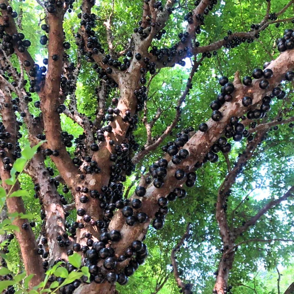 Jaboticaba Tree Live Plant in 3 Gallon Pot, Jaboticaba Sabara, Black Grape Fruit Trees from 2 to 3 Feet Tall for Outdoor Planting, No Ship to CA
